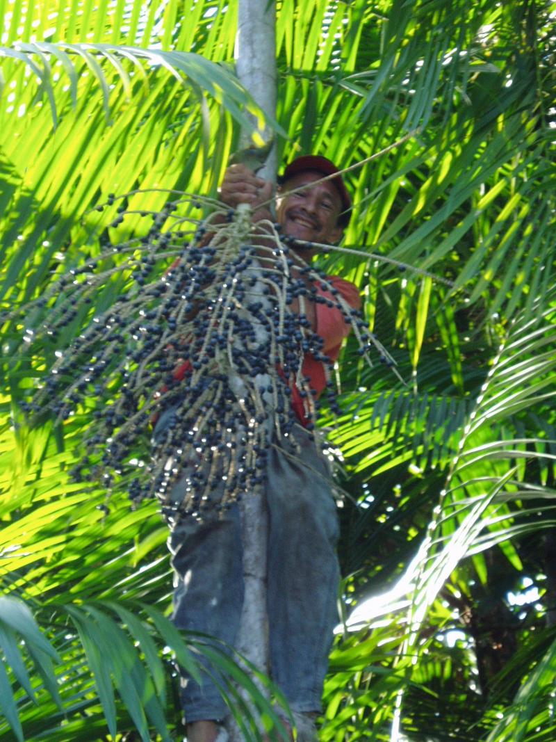 Collecting acai in the Brazilian Amazon