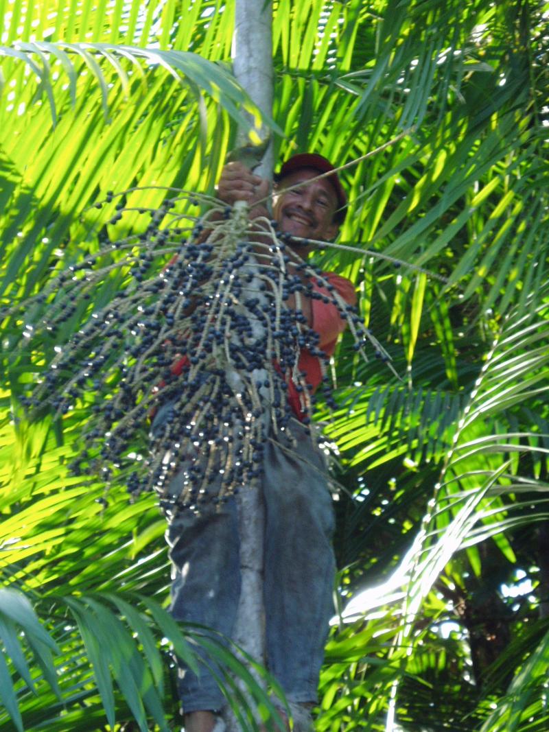 Collecting acai in the Brazilian Amazon Collecting acai in the Brazilian Amazon