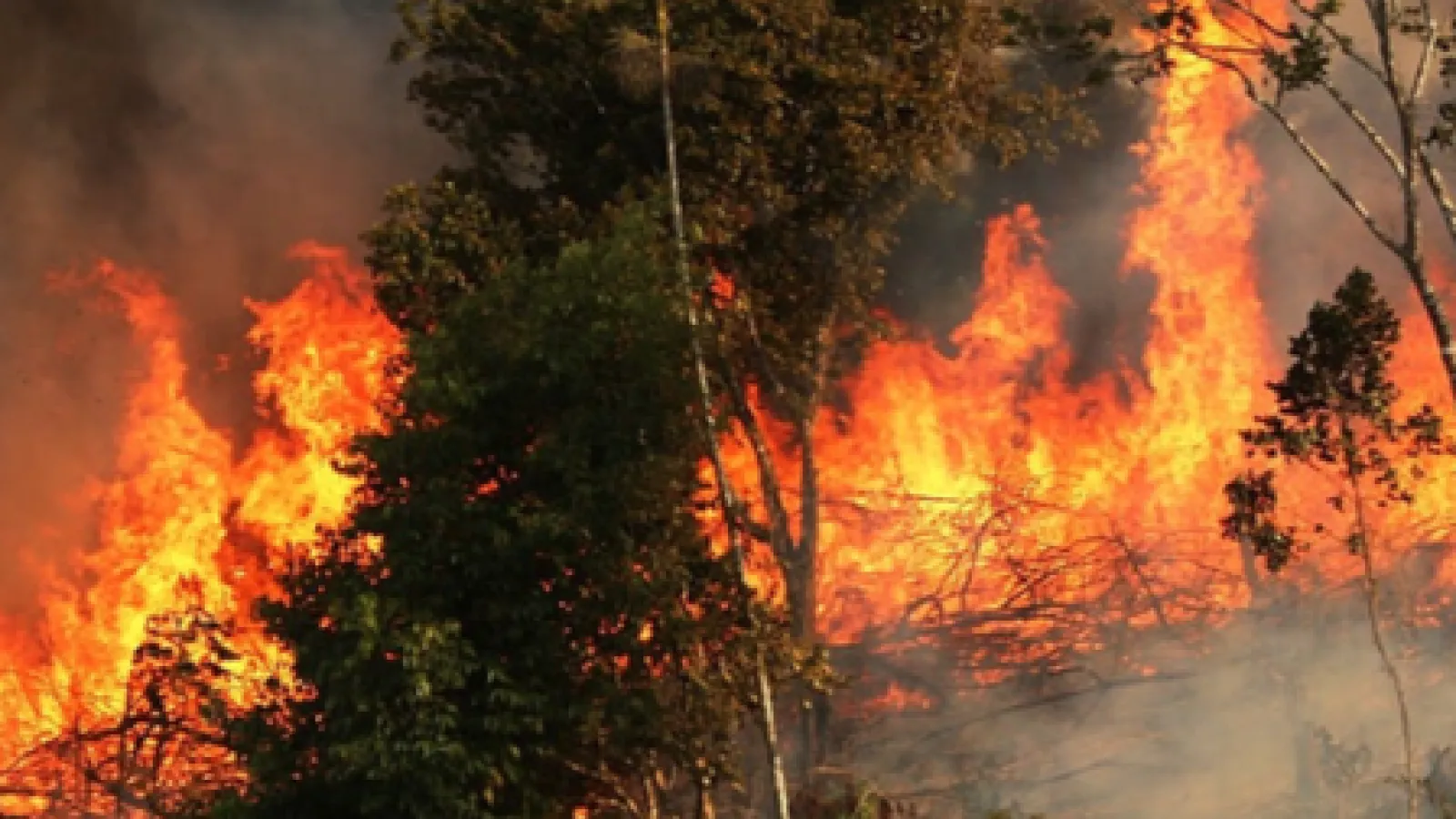 Forest fire