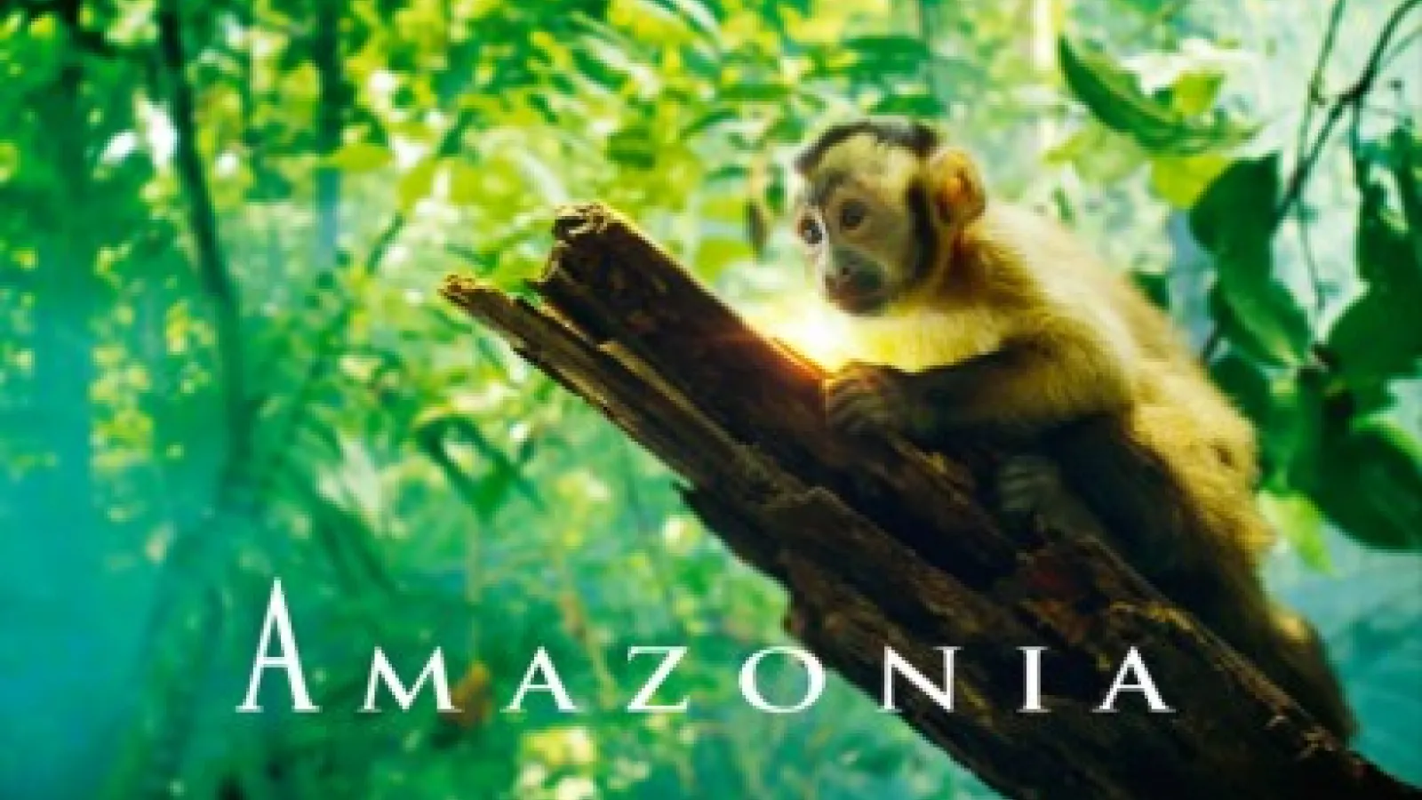 monkey on a tree branch with the word "Amazonia" in white font