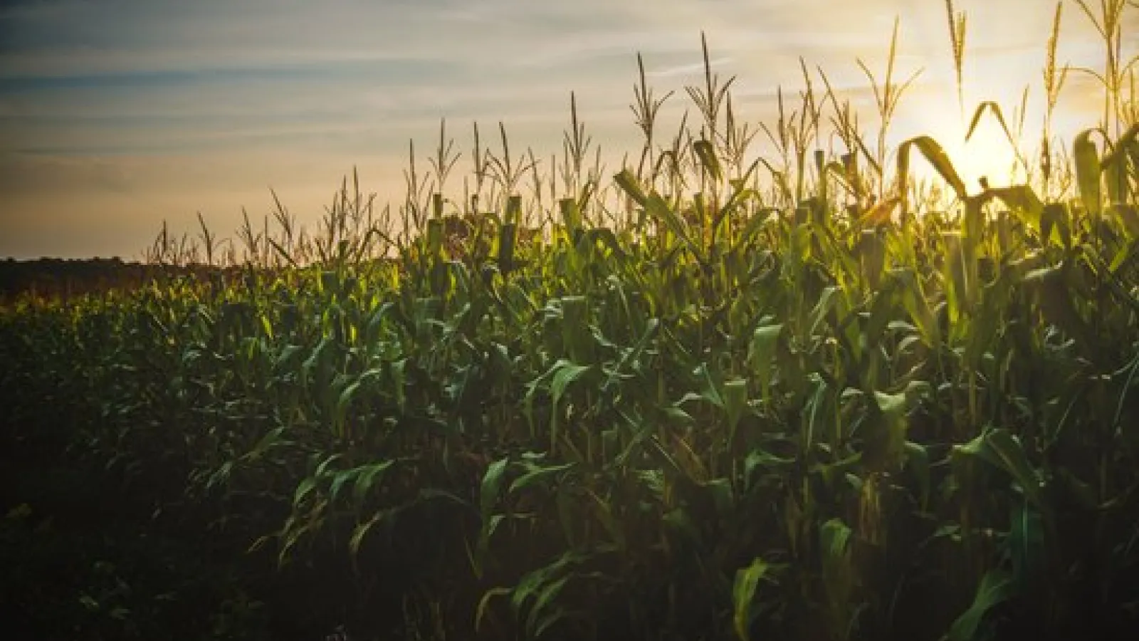 corn field