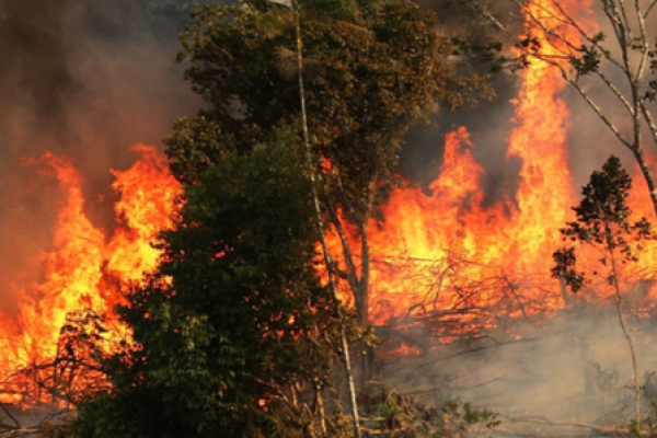 Forest fire