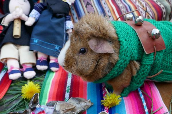 Mishki the guinea pig Meet Mishki, the MÁS ALLÁ mascot