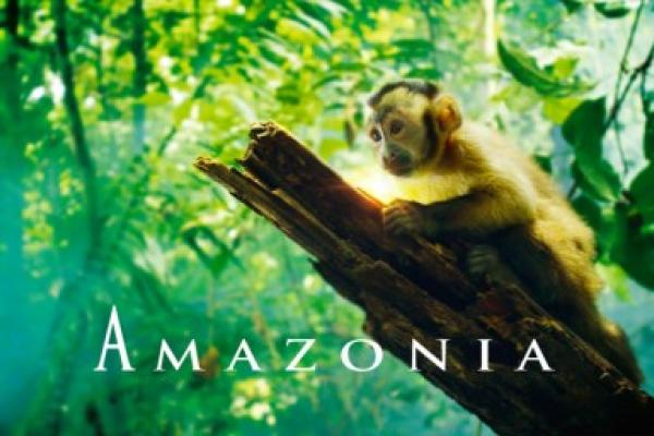 monkey on a tree branch with the word "Amazonia" in white font