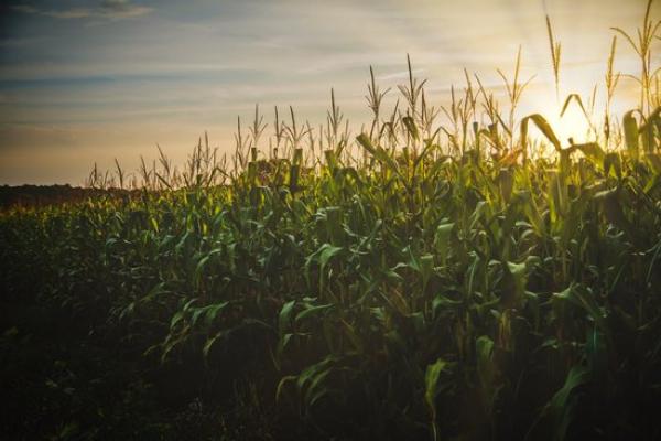 corn field corn field